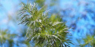 Як замочувати насіння кропу