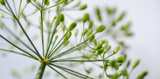 Експерти розповіли, як правильно підготувати насіння до посіву