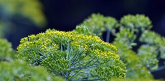 Кухар пояснив, як правильно заморожувати кріп на зиму