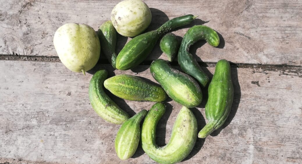 Домашні ґрунтові огірки виростуть гіркими та кривими: 1 фатальна помилка з температурою води для поливу 