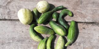 Пузаті, криві, несмачні і їх мало: сусідка дивується, чому не вдається врожай огірків