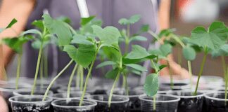 Як правильно підживити розсаду томатів: поради від дачників 