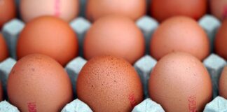 Що дати курям, аби вони почали нестися краще 