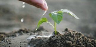 Експерти назвали дієві способи пророщування насіння