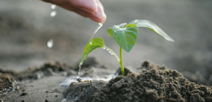 Агрономи розкрили ефективний спосіб пророщування будь-якого насіння