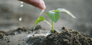 Як виростити помідор з нуля: поради садівників 