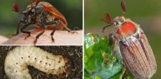 Експерти розповіли, як позбутися ведмедки на городі