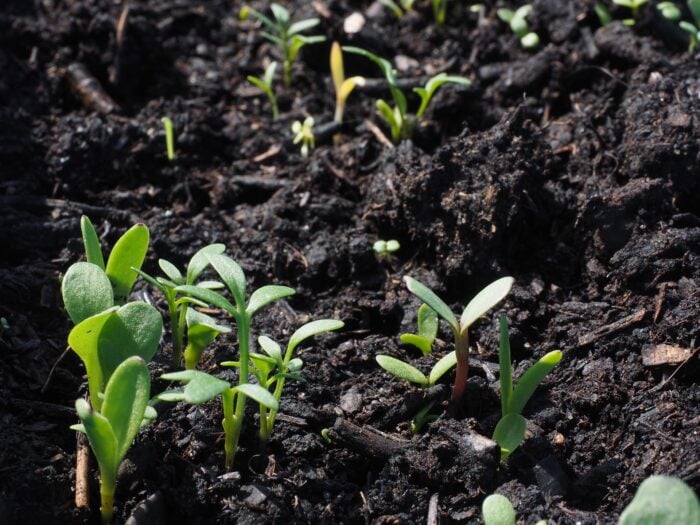 Експерти розповіли, як можна визначити, чи достатньо прогрівся ґрунт перед посівом овочів