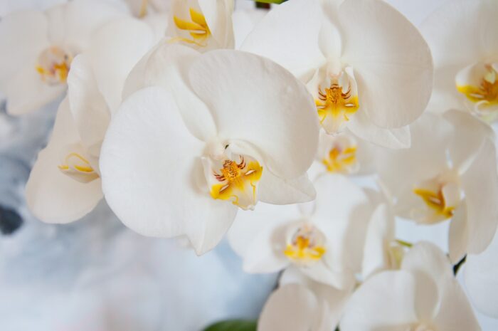 Експерти й садівники розповіли, як правильно поливати орхідею для того, аби отримати цвітіння