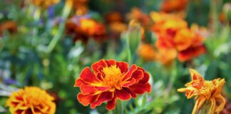 Садівники назвали 7 квітів, які не вимагають надмірного догляду