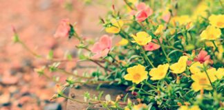 Експерти назвали 5 квітів, які необхідно встигнути висадити до Великодня