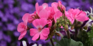 Експерти розповіли, як підвищити квітучість герані за допомогою шпильки