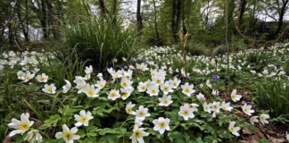 Садівник розповів, чому листя первоцвітів слід заплітати в коси після цвітіння