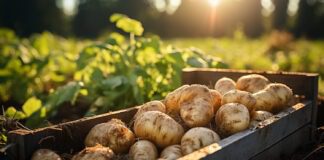 Городники розповіли, як збільшити врожай картоплі