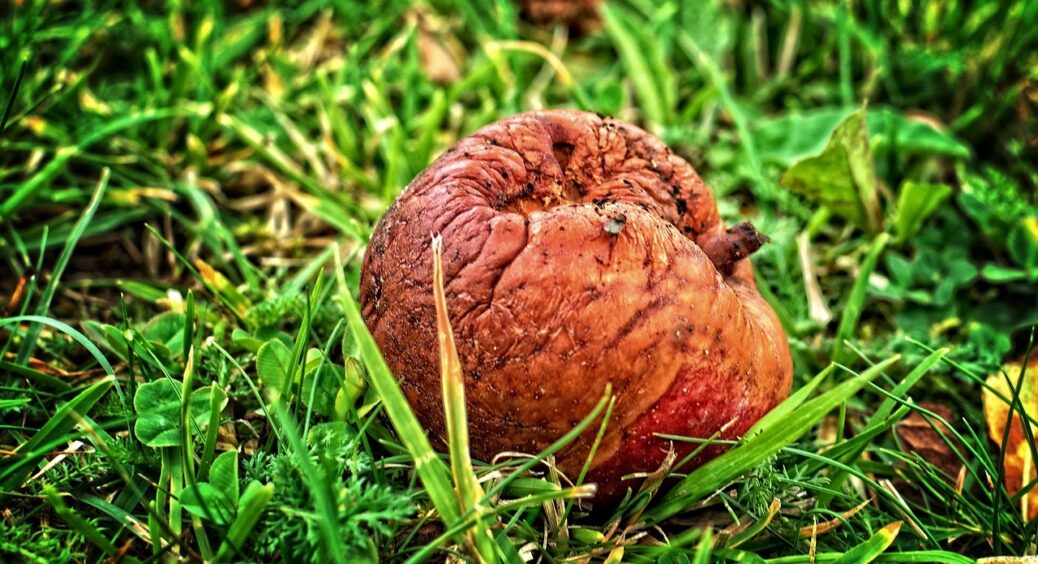 Сусідка спершу обсміяла, а потім задумалася: цей метод виведе плодову гниль за один раз — весь сад здоровий! 