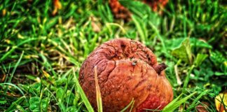 Садівник розповів, як попередити появу плодової гнилі у саду