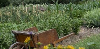 Городник розповів, чому доріжки коло грядок треба закривати мульчею