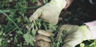 Городник розповів, як вивести бур'яни за одну ніч з ділянки