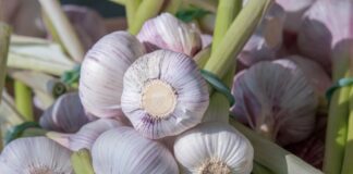 Як зберігати озимий часник