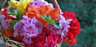 Експерти розповіли, як правильно доглядати за пеларгонією