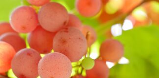 Експерти назвали найкращий сорт винограду для солодкого врожаю