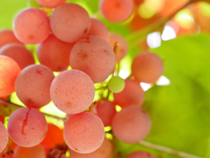 Експерти назвали найкращий сорт винограду для солодкого врожаю