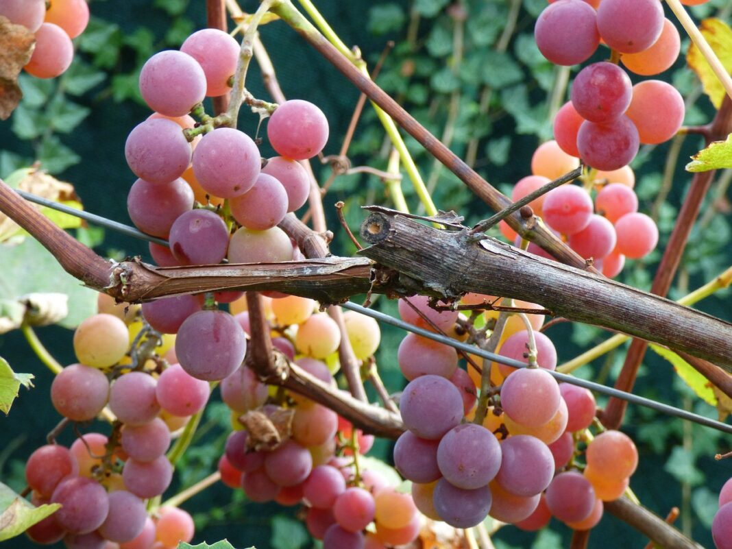 Найкращий сорт винограду для посадки у саду: порада садівника