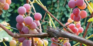 Найкращий сорт винограду для посадки у саду: порада садівника