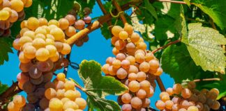 Як правильно захистити виноград від холоду 