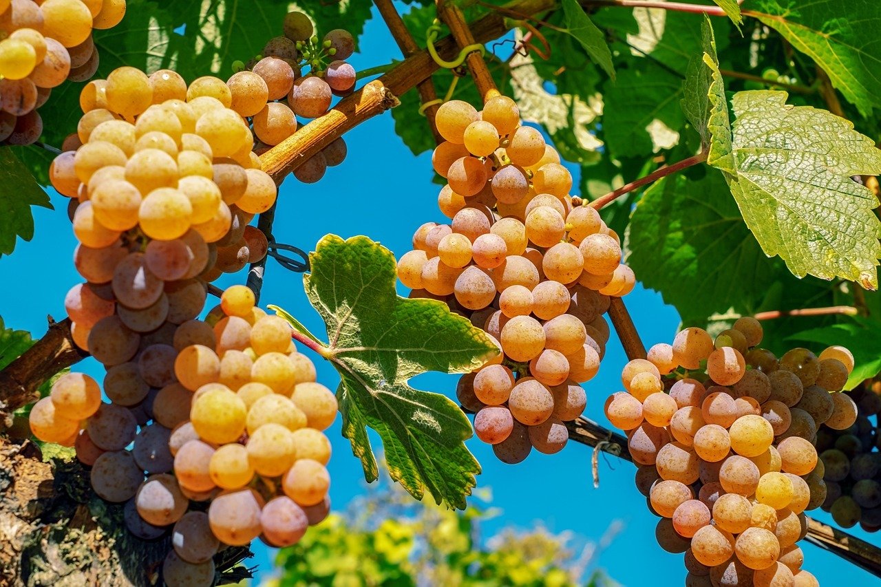 Дачники розповіли, які рослини найкращі для сусідства з виноградом