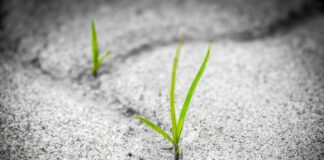 Експерти розповіли, чим за 1 раз вивести бур'ян між плиткою