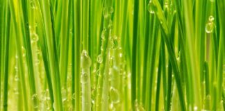 Як швидко та ефективно вивести пирій з городу