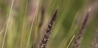 Городник розповів, як швидко вивести пирій та полин з ділянки