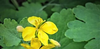 Як використовувати чистотіл на городі