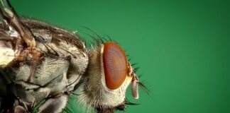 Експерти розповіли, як за допомогою ванілі вигнати шкідників з городу