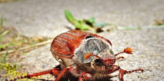 Городник пояснив, чи варто виводити травневого хруща з ділянки