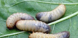 Експерти розповіли, як позбутися ведмедки на городі