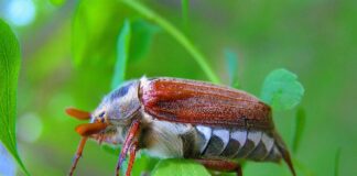 Експерти розповіли, як ефективно позбутися від хрущів на городі