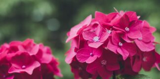 Як підгодувати гортензію правильно: поради щодо підбору добрива 