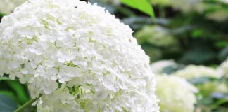 Як змінити колір гортензій у саду: поради від досвідчених