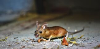 Експерти розповіли, як гуманно і швидко вивести мишей з дачі