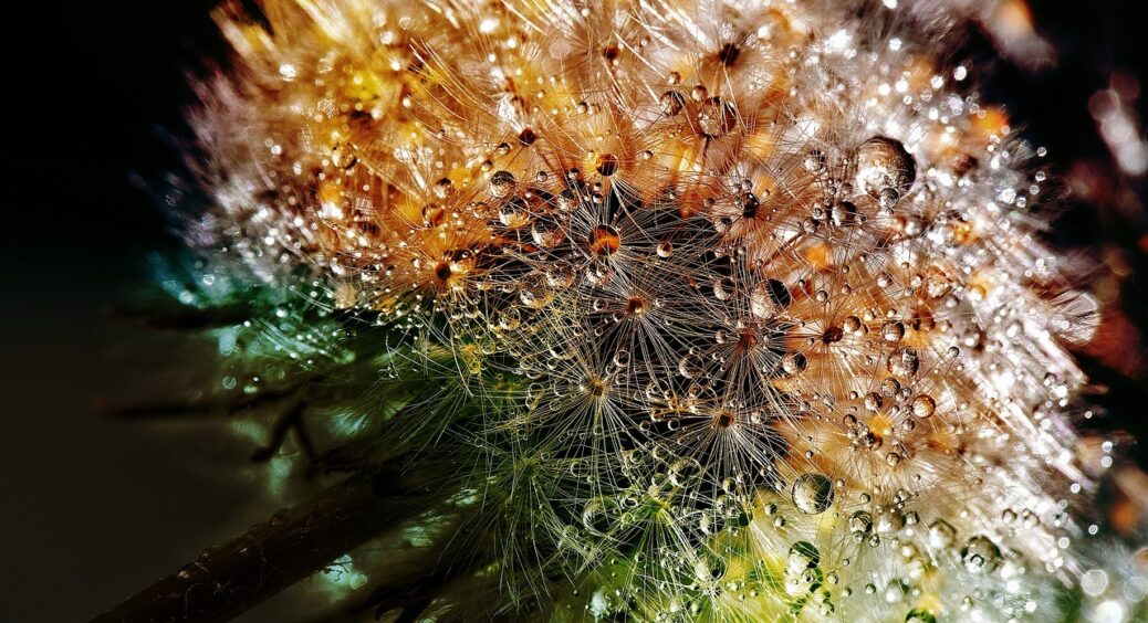 Раз і назавжди: як просто і швидко позбутися кульбаби на газоні, клумбі, в саду — зробіть це вже у травні 