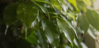 Садівники розповіли, що робити, якщо фікус почав скидати листя