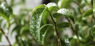 Квітникар розповів, чим простимулювати ріст фікуса