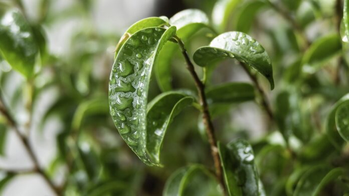 Квітникар розповів, чим простимулювати ріст фікуса