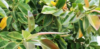 Експерти розповіли про універсальне добриво для рослин