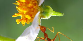 Городники розповіли, як раз і назавжди вивести попелицю і мурах