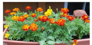 Садівники назвали переваги посадки чорнобривців в жовтні 