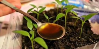 Експерти назвали потужне добриво для томатів, перцю та огірків