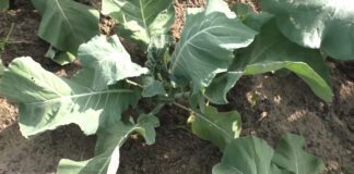 Як позбутися капустяної мухи за допомогою часнику: простий спосіб